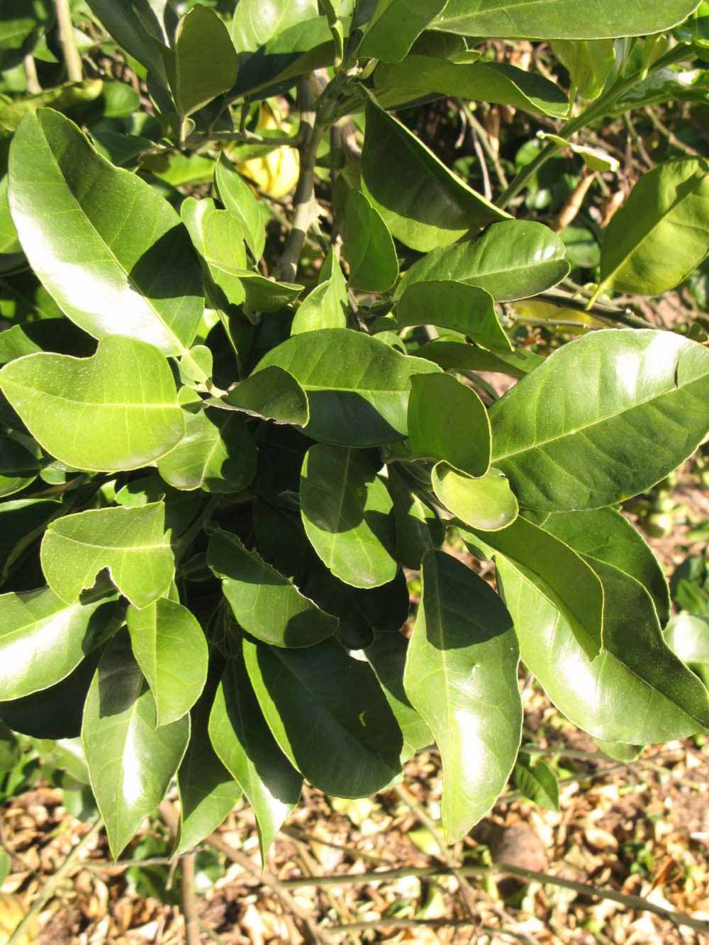            Sun leaves (Winter Haven, FL)   